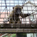 Beždžionių gyvenimas Kauno zoologijos sode