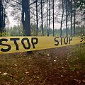 I&scaron;kirsti medžiai &scaron;alia Vilniaus vakarinio aplinkkelio