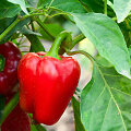 Raudonoji paprika