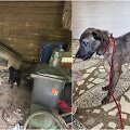 Kai&scaron;iadoryse i&scaron;gelbėti tamsoje tvarte laikyti i&scaron;badėję &scaron;unys