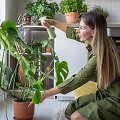 Monstera