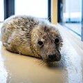 Kiek daugiau nei 12 kg sveriantis ruoniukas aptiktas kovo 11-ąją.