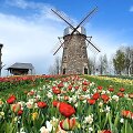 Pakruojo dvaro pavasario gėlių festivalis