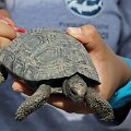 Vienas i&scaron; Galapagų oro uoste lagamine rastų vėžlių jauniklių