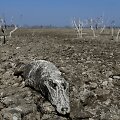 Didžiausia per du de&scaron;imtmečius sausra Paragvajaus Pilkomajo upėje 