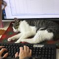 Nuo streso Japonijos darbuotojus gelbsti biuruose gyvenantys katinai