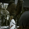 Kadras i&scaron; filmo &bdquo;Animus Animalis (istorija apie žmones, žvėris ir daiktus)&ldquo;