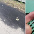&Scaron;venčionių gatvės gyventojai skundžiasi &bdquo;juoduliais&ldquo; savo namuose
