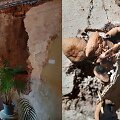 Dvejus metus dėl avarijos &scaron;lapo kaunietės buto siena 