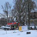Kaunietis sunerimo dėl statybvietėje masi&scaron;kai pjaunamų medžių