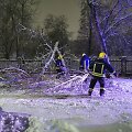 Nuvirtę medžiai B.Sruogos gatvėje