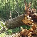 Nugriuvo Buivydų uosis 