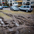 Automobilių subjaurota žalioji veja