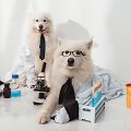 &Scaron;unys laboratorijoje