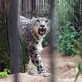Snieginis leopardas