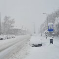 Pūga Kretingoje