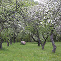 Pučkorių sodas