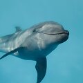 Delfinas (asociatyvi nuotr.)