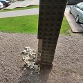 Nuo teatro kolonų nuimta ir&nbsp;pavogta&nbsp;43 žalvarinės apdailos detalės.