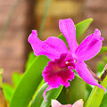 Orchidėja katlėja