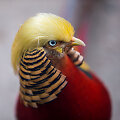 Fazanas Raudonasis mažylis pana&scaron;us į Donaldą Trumpą