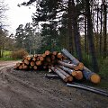 I&scaron;kirsti medžiai Palangos botanikos parke patraukė susirūpinusių praeivių žvilgsnį.
