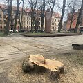 Klaipėdoje, K.Donalaičio skvere, i&scaron;kirstos septynios liepos