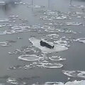 Nerimi plaukiantis žmogus