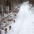 Dainavos girioje karaliauja lū&scaron;ių &scaron;eimyna