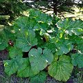 Rabarbaras