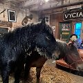 Žirgas Peronas ir jo gelbėjimo operacija