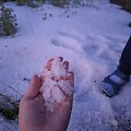 Kelmės rajone per audrą kru&scaron;a nubalino laukus