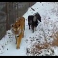tiger-goat-spark-up-unlikely-friendship-in-russia-zoo
