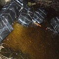 Kontrabandinės cigaretės, rastos pelkėtoje vietovėje