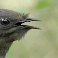 amazing-bird-sounds-from-the-lyre-bird-david-attenborough-bbc-wildlife