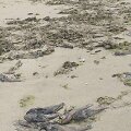 Nugai&scaron;ę grundalai pajūryje skleidžia nemalonų kvapą.