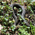 Paprastoji angis