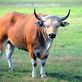 Bulius