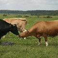 Žemės ūkis