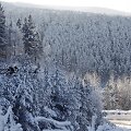 Mi&scaron;kas žiemą