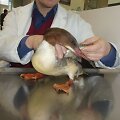 Veterinaras apžiūri antį.
