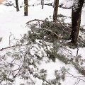 Gausus sniegas laužo medžių &scaron;akas