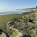 &Scaron;tai taip &scaron;iomis dienomis atrodo Pirmosios Melnragės jūros pakrantė. Tiek vaizdelis, tiek kvapas &ndash; nekokie, o apie maudynes net pagalvoti nesinori.