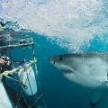 Didysis baltasis ryklys / Ekstremalus nardymas / Scubadiving.com nuotr.