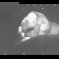 VSAT Pasieniečių sraigtasparnio pilotai Molėtų rajone surado pradingusį ir visą &scaron;e&scaron;tadienio naktį artimųjų ie&scaron;kotą senolį.