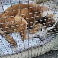 Naujoje Akmenėje negydomas &scaron;uo buvo pasmerktas kančioms