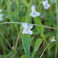 Griovinė na&scaron;laitė (Viola persicifolia)