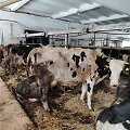 VMVT patikrinimas Anyk&scaron;čių rajone esančiame galvijų ūkyje