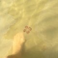 Aurelia aurita medūzos kasmet pastebimos mūsų pakrantėse.