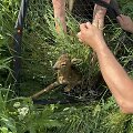 Į pagalbą pasitelkę dronus ir &scaron;unis medžiotojai i&scaron;gelbėjo du &scaron;imtus stirnų jauniklių